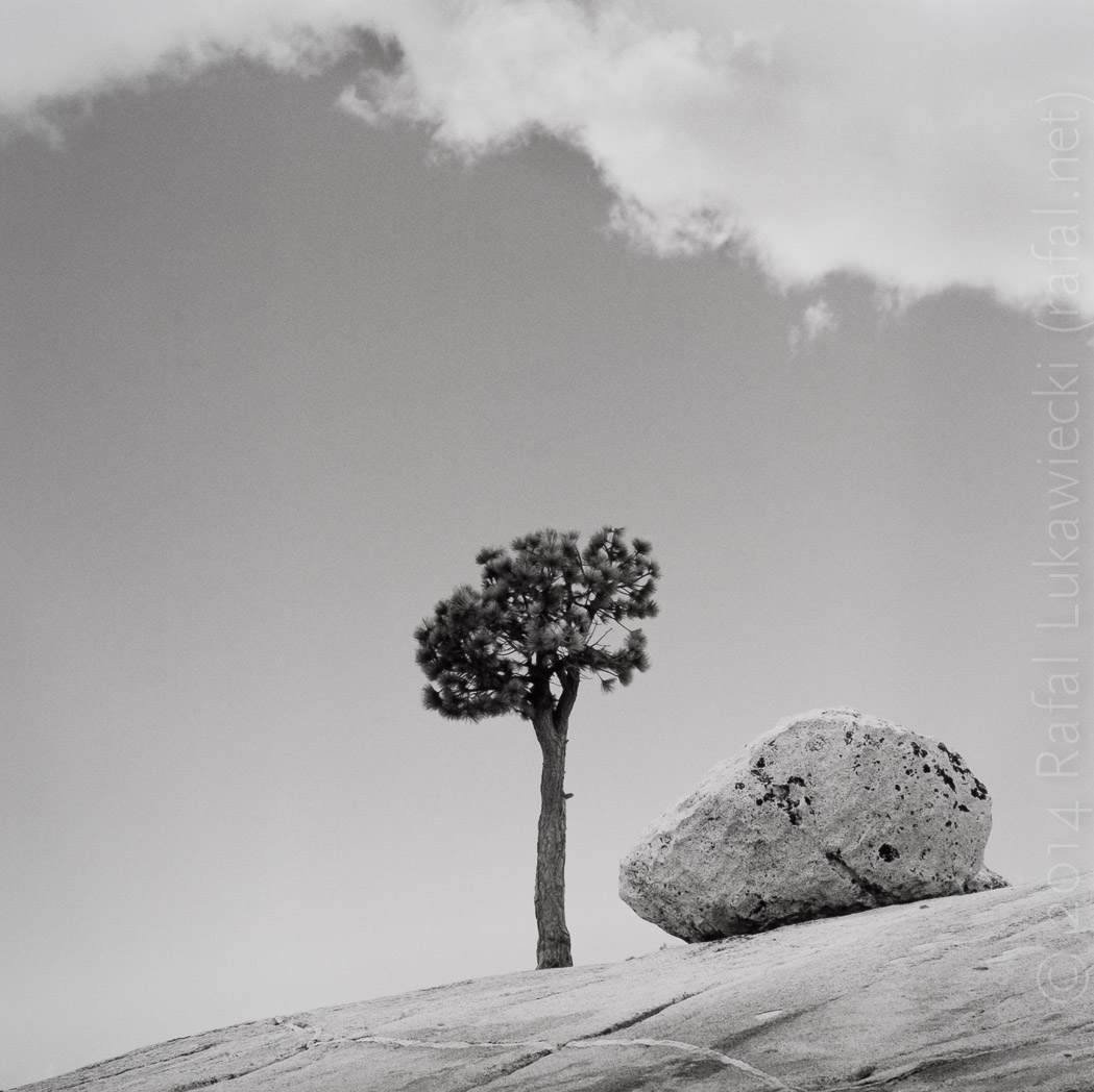 Tree and Rock at Olmstead Point, Yosemite