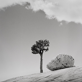 Tree and Rock at Olmstead Point, Yosemite